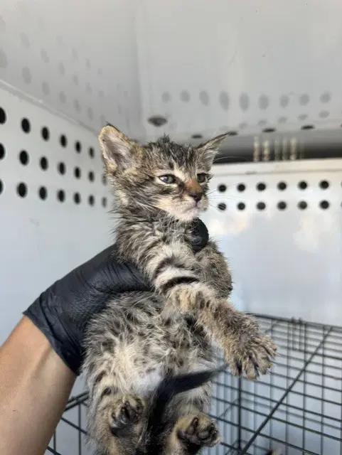 Brad Green - Domestic Short Hair
