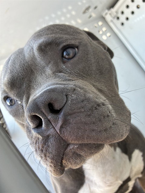 LITTLEFOOT