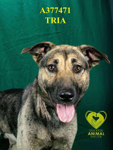 TRIA