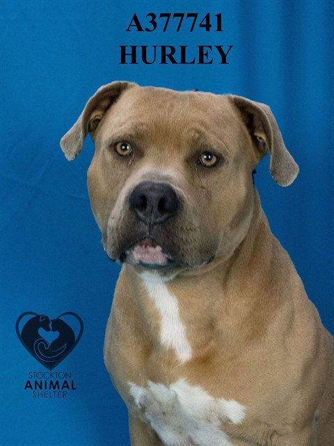 Hurley