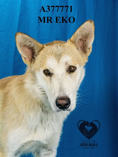 MR EKO, an adoptable German Shepherd Dog in Stockton, CA