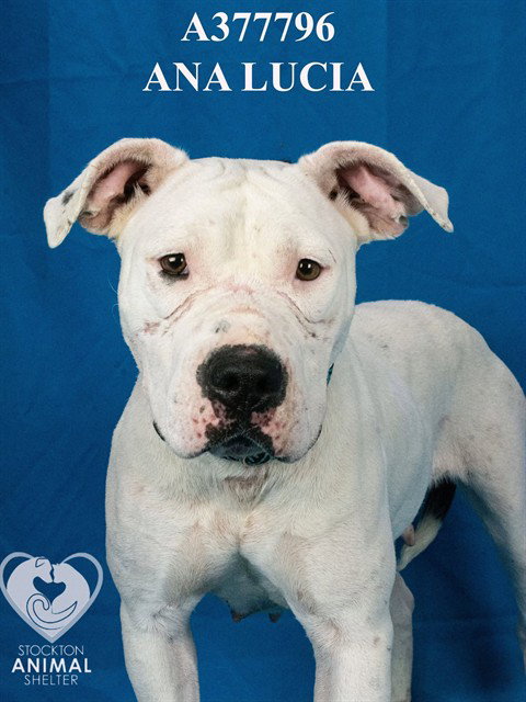 ANA LUCIA, an adoptable Pit Bull Terrier in Stockton, CA
