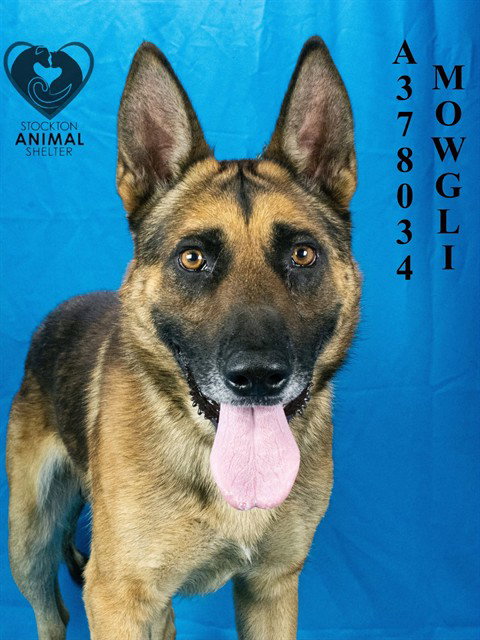 Mowgli