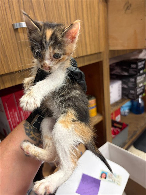 AMBER, Baby Domestic Short Hair (medium coat), cat for adoption in Stockton, California