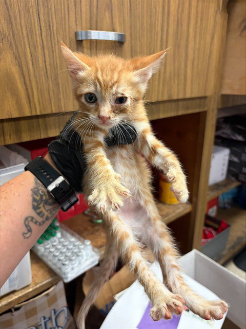 CLOVER, Baby Domestic Short Hair (medium coat), cat for adoption in Stockton, California