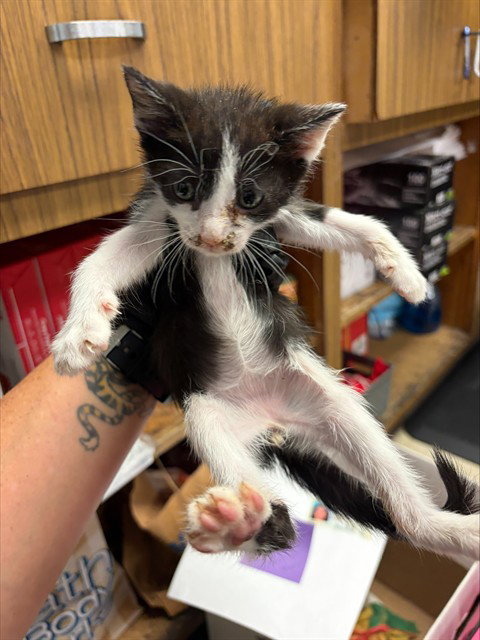 BOOTS, Baby Domestic Short Hair (medium coat), cat for adoption in Stockton, California