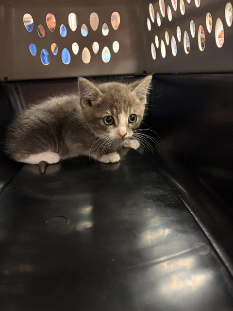 NUTMEG, Baby Domestic Short Hair (medium coat), cat for adoption in Stockton, California