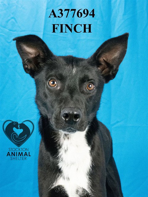 Finch
