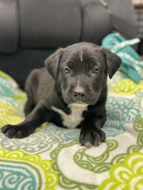 CASHEW, an adoptable Labrador Retriever in Stockton, CA