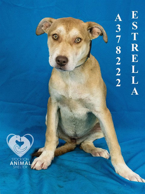 Estrella