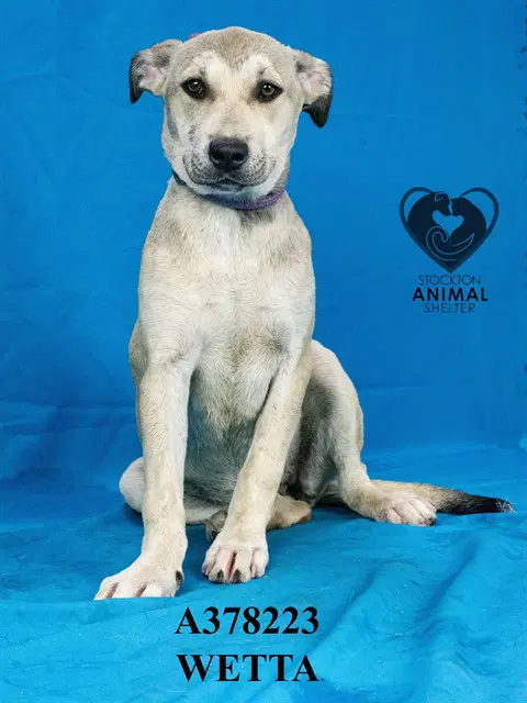 Wetta - Pit Bull Terrier