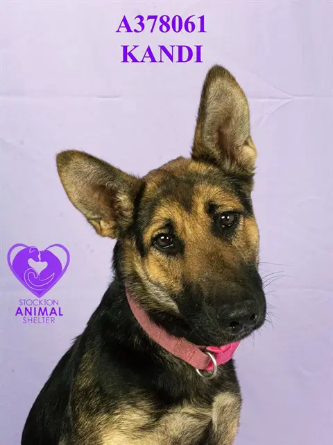 Kandi - German Shepherd Dog