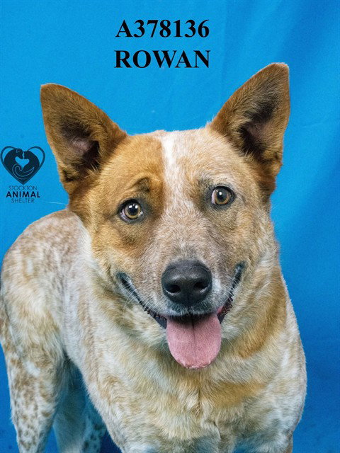 Rowan