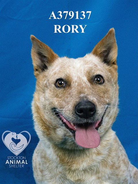 Rory
