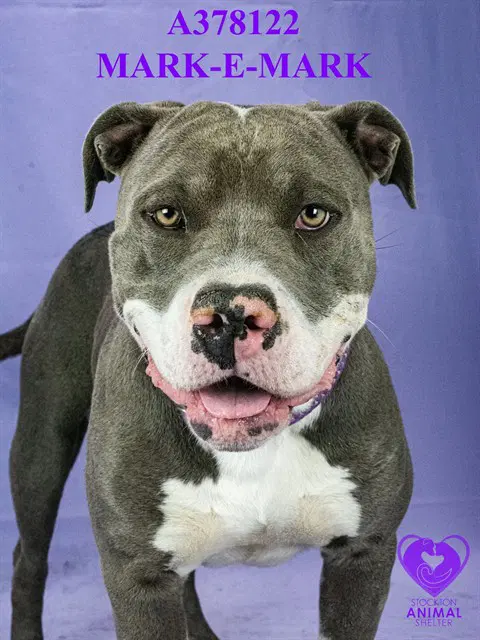 Mark-E Mark - Pit Bull Terrier