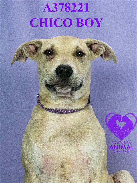 CHICO BOY