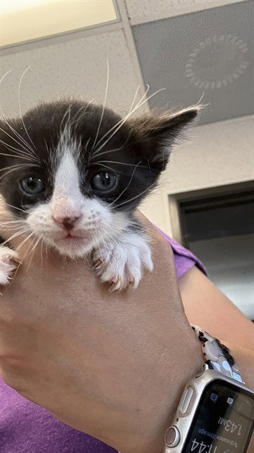 A372366, an adoptable Domestic Short Hair in Stockton, CA