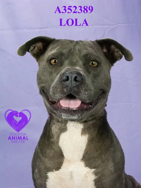 Lola - Pit Bull Terrier