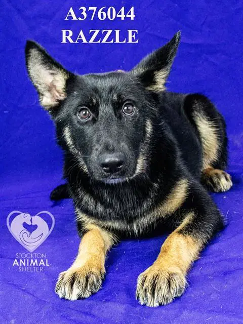 Razzle - German Shepherd Dog