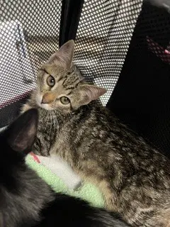 Unknown - Domestic Short Hair