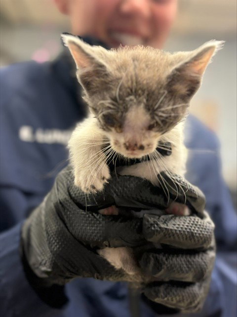 RED COLLAR, an adoptable Domestic Short Hair in Stockton, CA