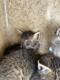 A377497, an adoptable Domestic Medium Hair in Stockton, CA