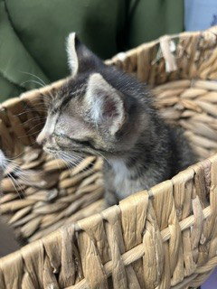 A377896, an adoptable Domestic Short Hair in Stockton, CA