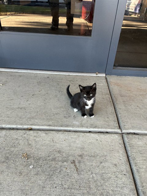 A378156, an adoptable Domestic Short Hair in Stockton, CA