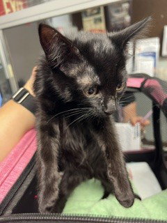 A377417, an adoptable Domestic Short Hair in Stockton, CA