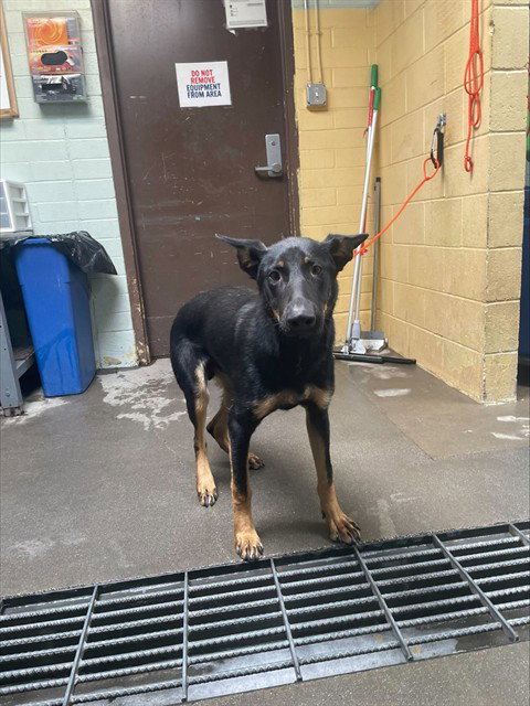 ROCKET, an adoptable German Shepherd Dog in Stockton, CA