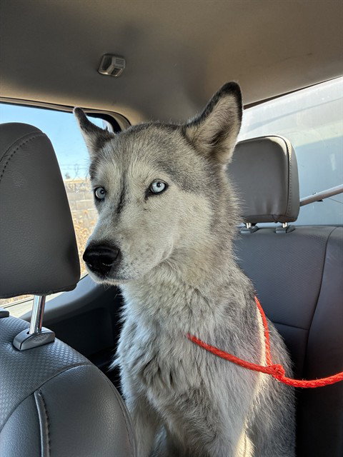 BELLE, an adoptable Siberian Husky in Stockton, CA