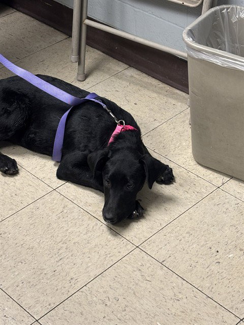 LIBERTY, an adoptable Labrador Retriever in Stockton, CA