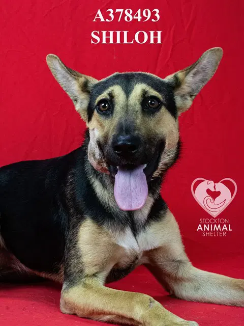 Shiloh - German Shepherd Dog
