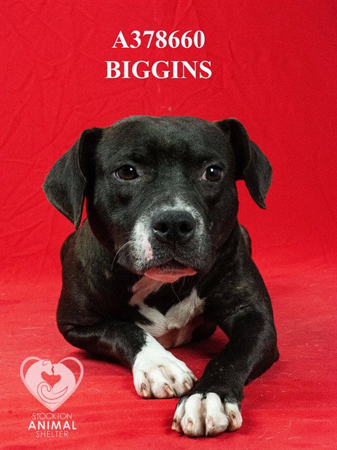 BIGGINS