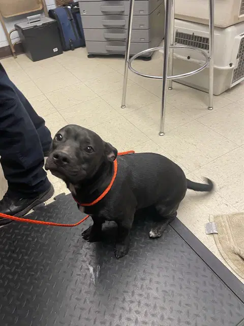 Bodhi - Pit Bull Terrier