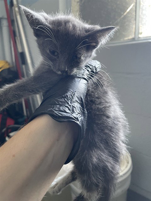 Winston
