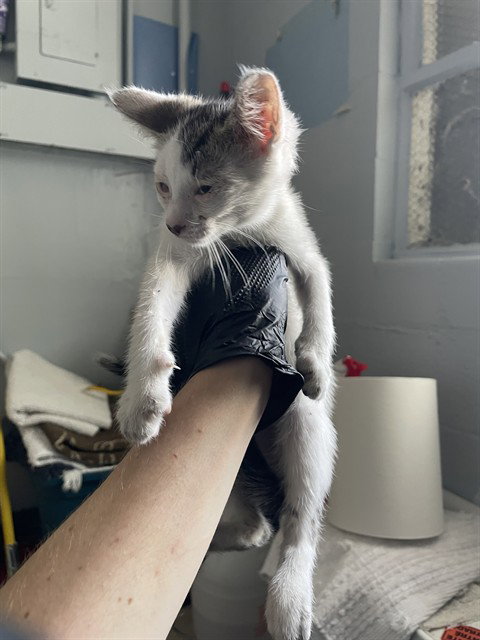Oliver