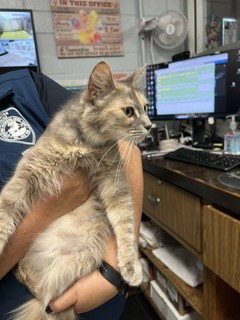 LAVENDER, a cat for adoption from Animal Protection League/SASF