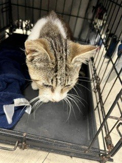 ROCKY, a cat for adoption from Animal Protection League/SASF