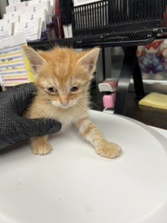 MOOSE, a cat for adoption from Animal Protection League/SASF