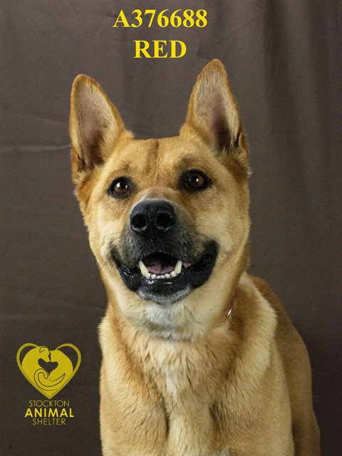 RED - Chow Chow available for adoption