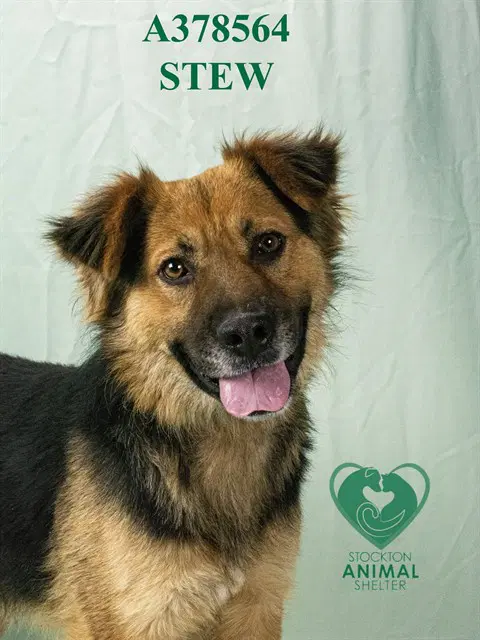 Stew - Australian Cattle Dog/Blue Heeler