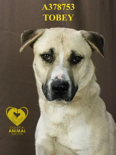 Tobey - Anatolian Shepherd