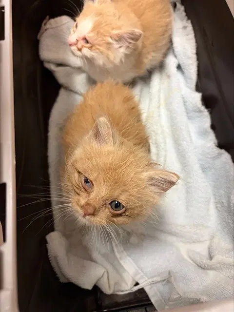 Butterscotch - Domestic Short Hair