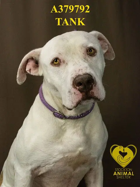 Tank - Pit Bull Terrier