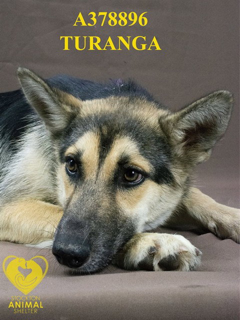 Turanga