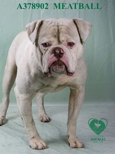 Meatball - American Bulldog
