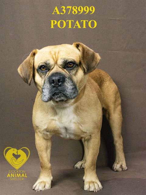Potato