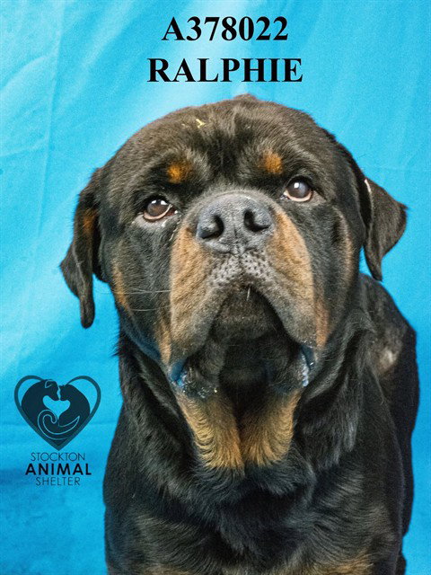 Ralphie