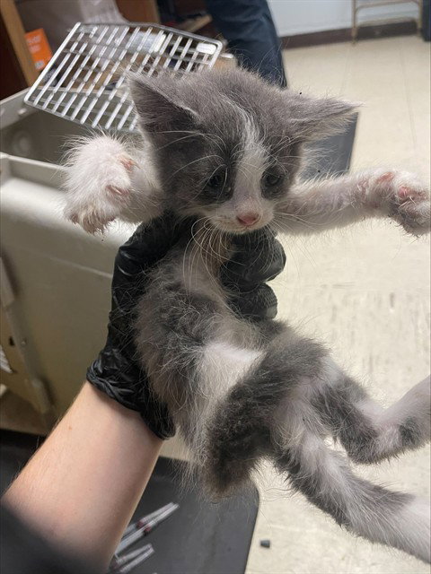 MARSHMELLOW, a cat for adoption from Animal Protection League/SASF